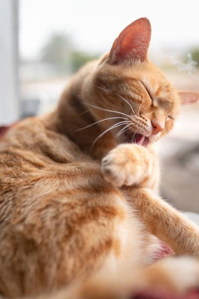 istock vertical composition. Close-up of brown tabby cat licking its paw 3 1270129354