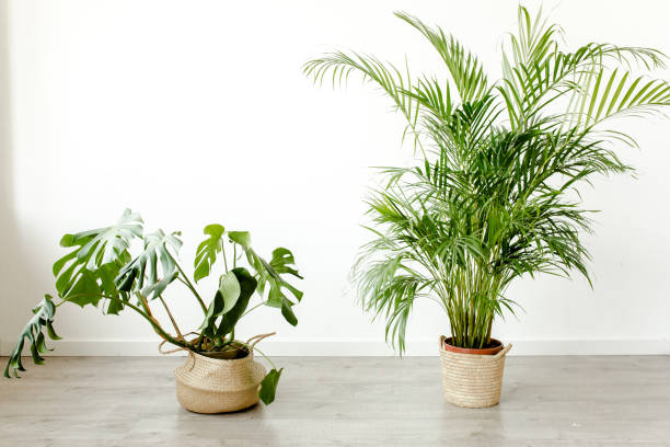 istock Exotic tropical green palm leaves, branchs on white background with blank space for text. Flat lay, top view 1270129405