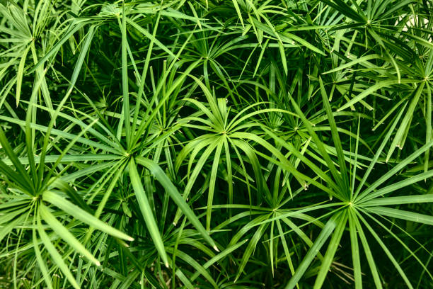 istock Closeup and top view of papyrus plants 1270130248