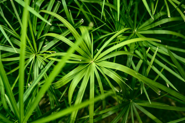 istock Closeup and top view of papyrus plants 1270130250
