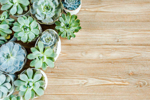 istock floral frame with succulents minimal creative berry arrangement pattern on wooden background. flat lay, top view. christmas background wallpaper 1270130465