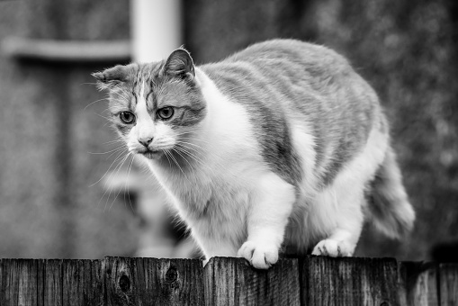 Tabby ginger cat perched on a wooden garden fence.  Belfast, Northern Ireland.