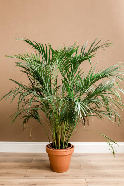 istock Exotic tropical green palm leaves, branchs on brown background with blank space for text. Flat lay, top view 1270132197