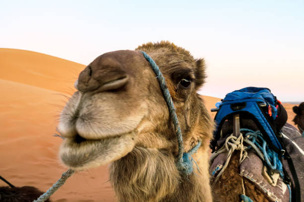 istock camel in desert, photo as background 1270132376