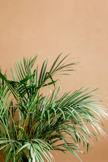 istock Exotic tropical green palm leaves, branchs on brown background with blank space for text. Flat lay, top view 1270132428