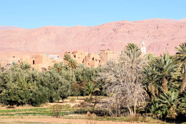 istock cactus in the desert, photo as background 1270132458