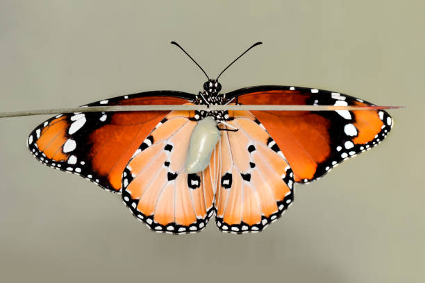 istock Concept transformation of Butterfly 1270133736