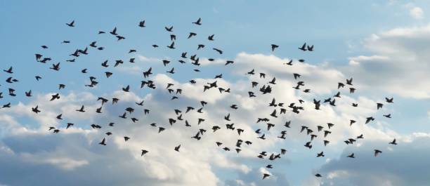 istock Birds flying in the blue sky. 1270134290