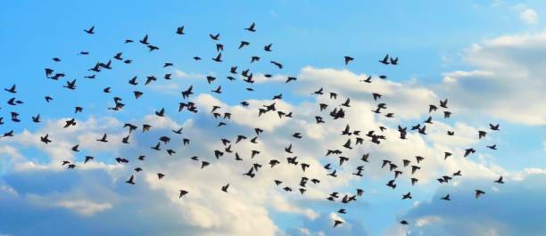 istock Birds flying in the blue sky. 1270134292
