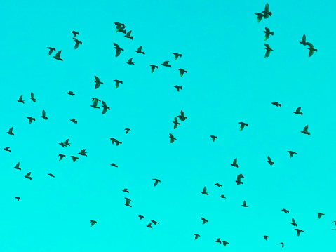 Birds flying in the blue sky.