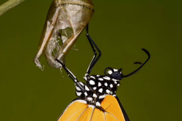 istock Concept transformation of Butterfly 1270134311