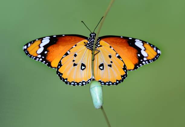 istock Concept transformation of Butterfly 1270134422