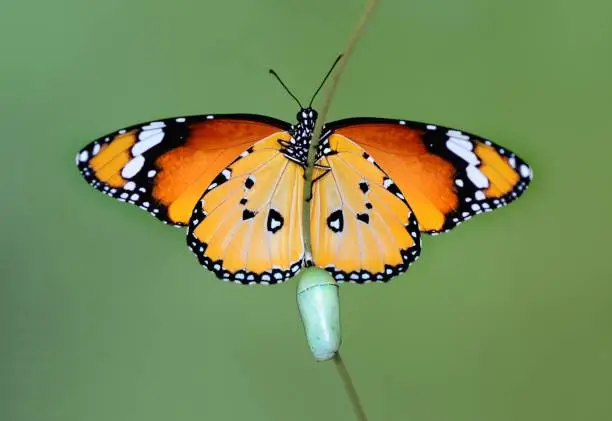 Amazing moment ,Monarch Butterfly, pupae and cocoons are suspended. Concept transformation of Butterfly