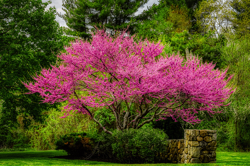 Cercis canadensis, the eastern redbud, is a large deciduous shrub or small tree, native to eastern North America from southern Michigan south to central Mexico but able to thrive as far west as California and as far north as southern Ontario.