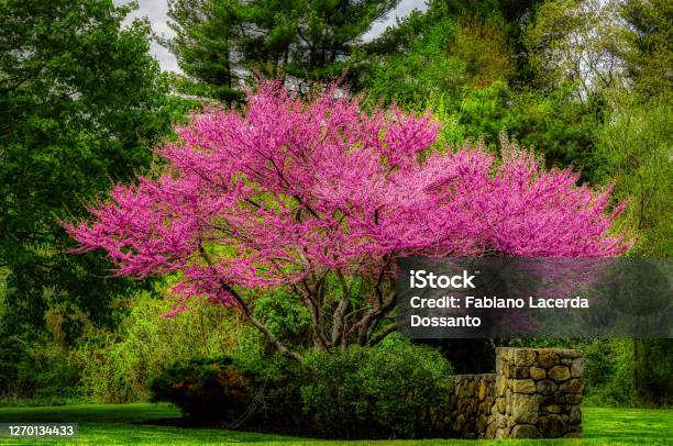 Eastern Redbud Tree Stock Photo - Download Image Now - Redbud Tree, Leaf, Beauty