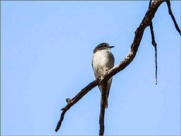 istock Barmah National Park, Victoria, Australia 1270134492