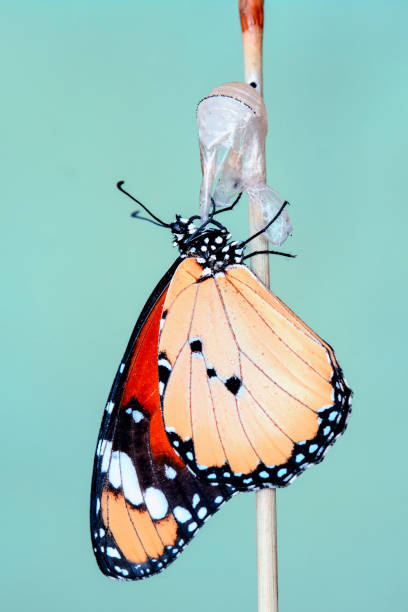 istock Concept transformation of Butterfly 1270134564
