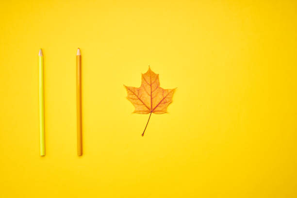 creative fall color symbol. minimal trendy design composition. golden maple leaf with colour pencil over yellow background.