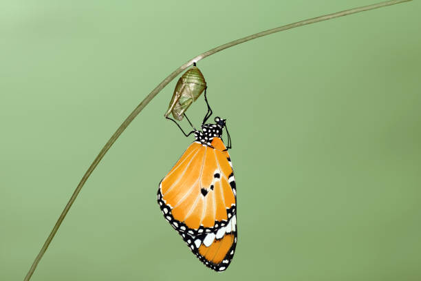 istock Concept transformation of Butterfly 1270134673