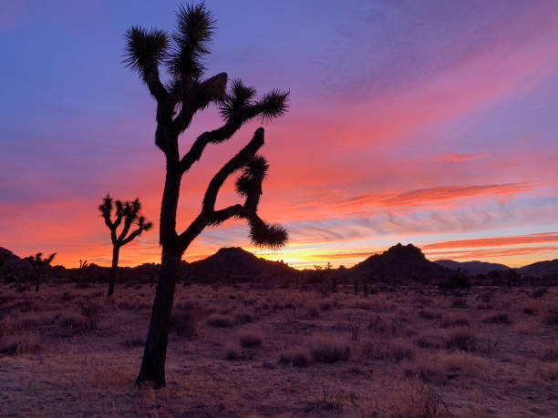 istock Joshua Tree National Park in California 1270135565