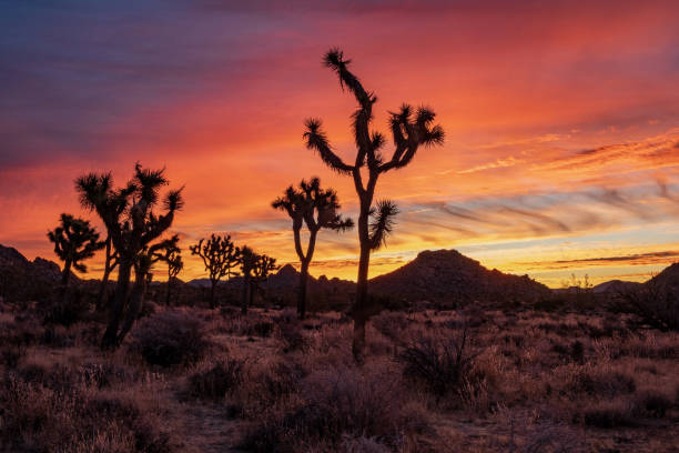 istock Joshua Tree National Park in California 1270135573