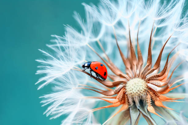 coccinella su sfondo deorcitato di tarassaco - ladybug grass leaf close up foto e immagini stock