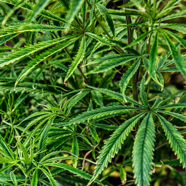 This is a stock photograph involving cannabis, marijuana and its implications in America has just slowly been legalized and used for medicinal and medical purposes and what that means to our economy and culture.