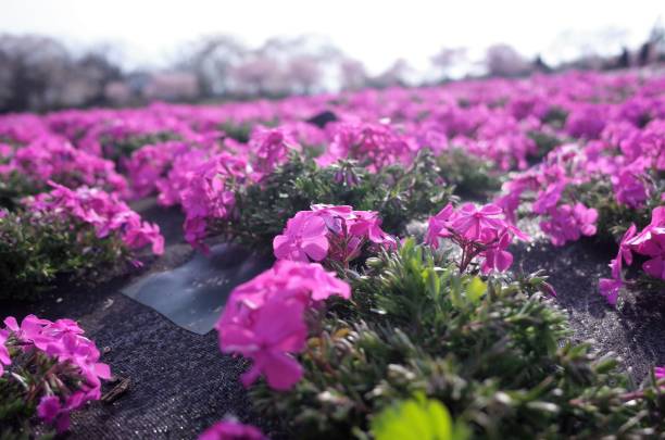 Beautiful Moss phlox, pink mossy cherry blossoms spread all over the park stock photo