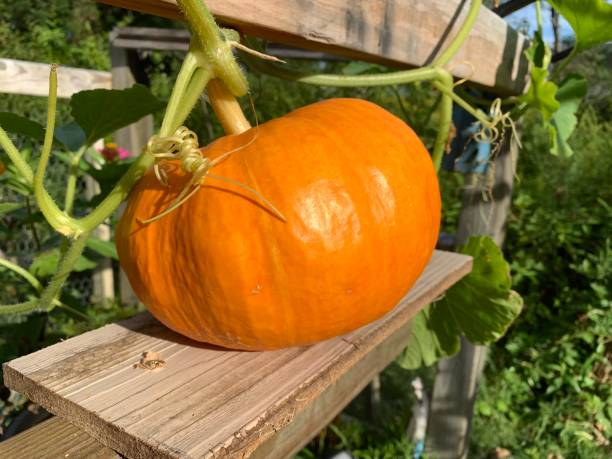 Red Bright D'Etampes pumpkin in garden stock photo
