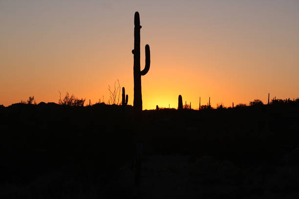 istock Organ Pipe National Monument - Arizona 1270140483