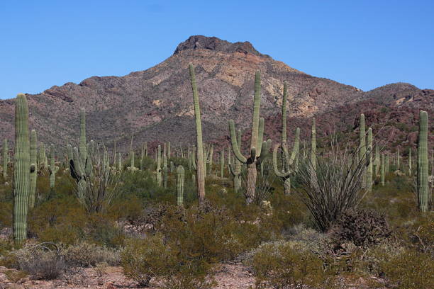 istock Organ Pipe National Monument - Arizona 1270140525
