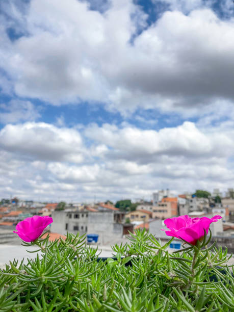 istock Lilies in Sao Paulo, Brazil 1270140560