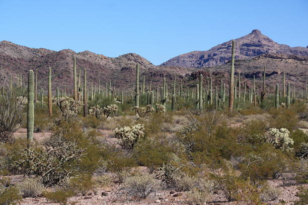 istock Organ Pipe National Monument - Arizona 1270140641