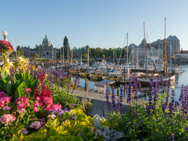 Victoria Harbour on a late sunny day afternoon in the summer Victoria Harbour with colourful flowers in the foreground and the the legislative Assembly in the background on a late sunny day afternoon in the summer parliament building photos stock pictures, royalty-free photos & images