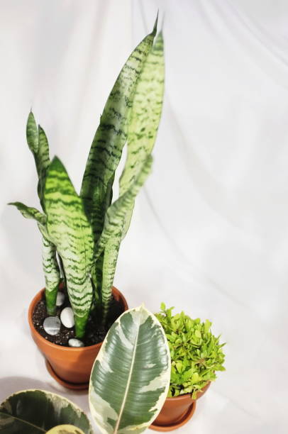 istock Houseplants on white fabric background with copy space for your text. Sansevieria, ficus in brown clay pots 1270143031