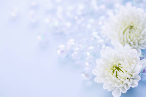 fiore di crisantemo bianco - necrologio immagine foto e immagini stock
