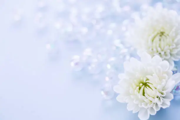 Photo of White chrysanthemum flower