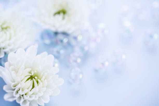 fiore di crisantemo bianco - necrologio immagine foto e immagini stock