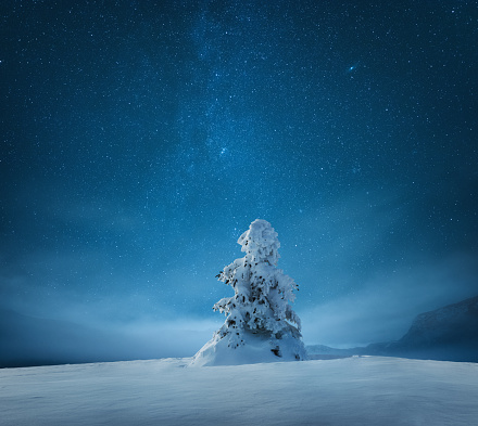 Idyllic Christmas scene with lonely snowcapped fir tree under starry night sky.