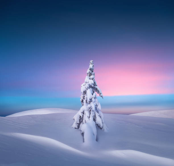 árbol de navidad al atardecer - noble fir fotografías e imágenes de stock