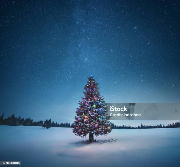 クリスマスツリー - クリスマスのストックフォトや画像を多数ご用意 - クリスマス, クリスマスツリー, 雪