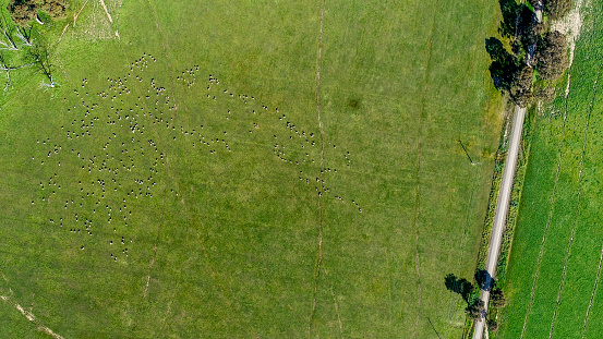 Dirt track in rural Victoria through farmland