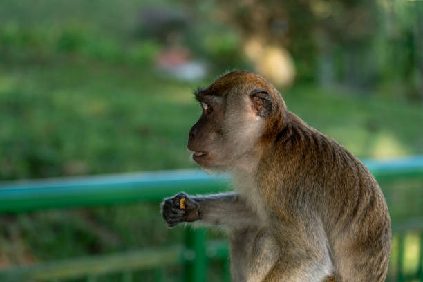 Cercopithecine Examples 50+ Cercopithecine Stock Photos, Pictures & Royalty-Free Images - iStock