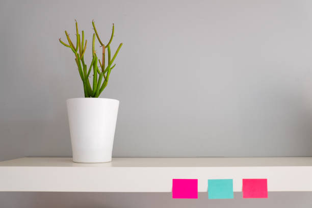 A section of a white painted modern bookshelf with a green succulent plant in a white pot against a grey wall. There are three post it notes colors pink and blue stuck on the edge of the shelf as ready reminders for something.