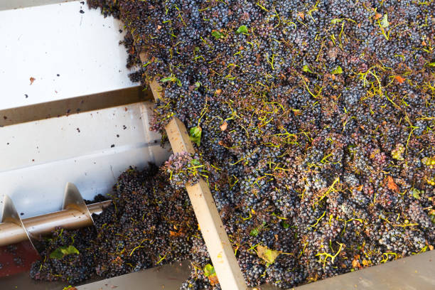 istock Blue grapes in crusher machine in winery 1270150758