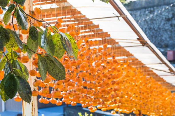 istock the home of the persimmon 1270152350