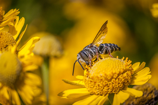 Bee Coelioxys cleptoparasite. (Megachilidae) on a helenium.