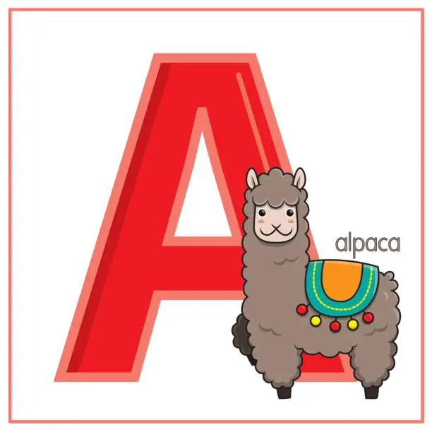 Vector illustration of Vector illustration of Alpaca isolated on a white background. With the capital letter A for use as a teaching and learning media for children to recognize English letters Or for children to learn to write letters Used to learn at home and school.