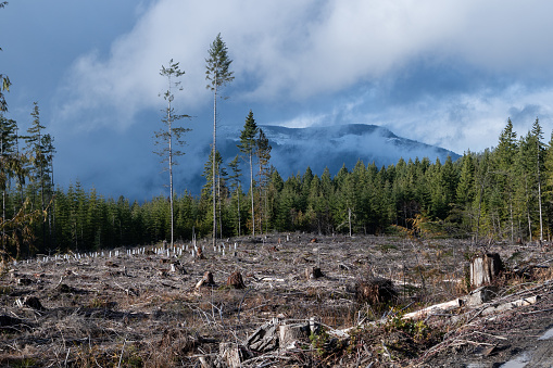 Logging activity and clear cuts on remote parts of Vancouver Island.
