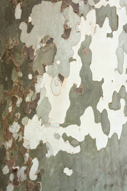 istock Surface of the sycamore tree trunk 1270156982